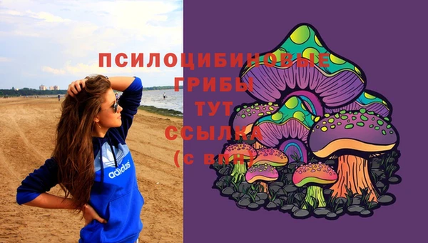 PSILOCYBIN Каменногорск